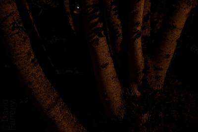 photograph “IX.2014 — At night” par David Farreny — www.farreny.net — France, nuit, night, arbres, trees, troncs, trunks, feuilles, leaves, feuillage, foliage, sombre, dark, obscurité, darkness, Occitanie, Aveyron, Rouergue, Olemps