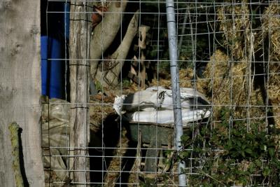 photograph “XI.2015 — Whatever” par David Farreny — www.farreny.net — France, Occitanie, Gascogne, Gascony, Gers, Jegun, clôture, fence, métal, metal, arbres, trees, troncs, trunks, désordre, disorder, feuilles, leaves, paille, straw, brouette, wheelbarrow, sac, bag, plastique, plastic, profusion