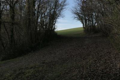 photograph “XII.2019” par David Farreny — www.farreny.net — France, Occitanie, Gascogne, Gascony, Gers, Jegun, campagne, countryside, bois, wood, arbres, trees, hiver, winter, chemin, path, feuilles, leaves, champ, field, horizon, branches, branchages, herbe, grass