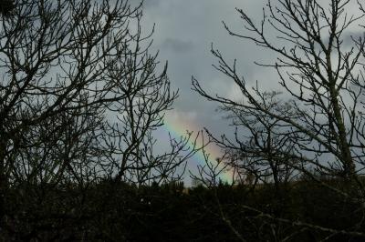 photograph “I.2025” par David Farreny — www.farreny.net — France, Occitanie, Gascogne, Gascony, Lomagne, Gers, hiver, winter, campagne, countryside, matin, morning, arbres, trees, branches, branchages, noir, black, ciel, sky, nuages, clouds, gris, grey, gray, arc-en-ciel, rainbow, couleurs, colours, colors, arc, arch, dépression, depression