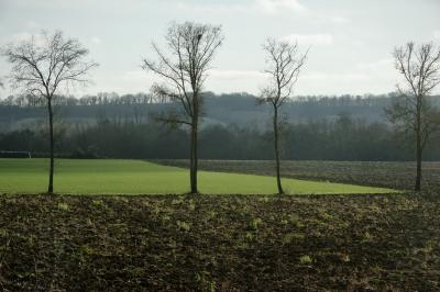 photograph “I.2025” par David Farreny — www.farreny.net — France, Occitanie, Gascogne, Gascony, Gers, Lomagne, campagne, countryside, champ, field, prairie, meadow, arbres, trees, paysage, landscape, terre, earth, sol, soil, colline, hill, herbe, grass, hiver, winter, pointe, aiguë, sharp, point, angle, coin, corner