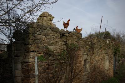 photograph “I.2015 — New Year\'s walk” par David Farreny — www.farreny.net — France, mur, wall, ruines, ruins, ruiné, ruined, hiver, winter, arbre, tree, branches, coq, cock, rooster, poule, hen, grillage, clôture, fence, fencing, campagne, countryside, animaux, animals, pierre, stone, ferme, farm, Occitanie, Aveyron, Rouergue, Castanet, Le Mas-Viel