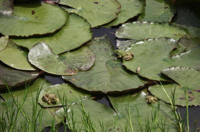 photograph “V.2019 — Colloquium of indifferences” par David Farreny — www.farreny.net — France, Occitanie, Gascogne, Gascony, Gers, Jegun, Vassevin, étang, pond, eau, water, nénuphars, water lilies, herbe, grass, plantes, plants, grenouilles, frogs, animaux, animals, nature