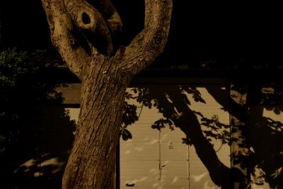 photograph “V.2020 — At night” par David Farreny — www.farreny.net — France, nuit, night, village, arbre, tree, tronc, trunk, anthropomorphe, anthropomorphic, bras levés, raised arms, garage, portail, gate, métal, metal, ombres, shadows, feuillage, foliage, noir, black, parpaings, breeze-blocks, porte, door, poignée, handle, Occitanie, Gascogne, Gers, Jegun