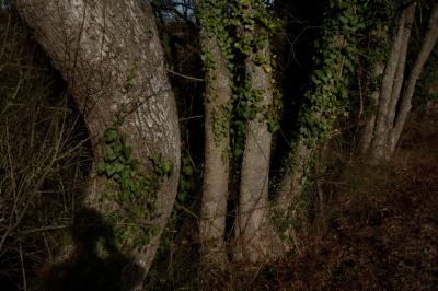 photograph “XII.2015” par David Farreny — www.farreny.net — France, arbres, trees, bois, wood, troncs, trunks, lierre, ivy, nature, campagne, countryside, hiver, winter, ombre, shadow, autoportrait, selfportrait, lisière, edge, branches, profusion, Occitanie, Gascogne, Gascony, Gers, Saint-Lary