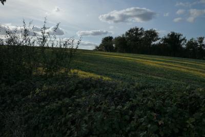 photograph “X.2020” par David Farreny — www.farreny.net — France, automne, autumn, fall, champ, field, campagne, countryside, vert, green, jaune, yellow, bois, wood, arbres, trees, haie, hedge, nuages, clouds, paysage, landscape, bandes, stripes, Occitanie, Gascogne, Gers, Peyrusse-Massas