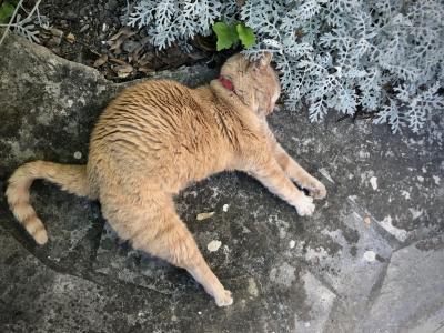 photograph “VI.2019 — Extension of the domain of the cat” par David Farreny — www.farreny.net — France, Occitanie, Gascogne, Gascony, Gers, Jegun, animal, chat, chatte, cat, pussy, rousse, ginger, red, blonde, étirement, stretch, sol, soil, pierre, stone, dallage, paving, plantes, plants, feuilles, leaves, collier, collar, griffes, claws, carte postale, postcard