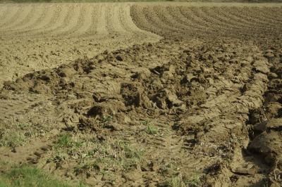 photograph “II.2025” par David Farreny — www.farreny.net — France, Occitanie, Gascogne, Gascony, Lomagne, Gers, champ, field, campagne, countryside, labour, plowing, terre, earth, sol, soil, jaune, yellow, beige, herbe, grass, lignes, lines, chemins, paths, agriculture