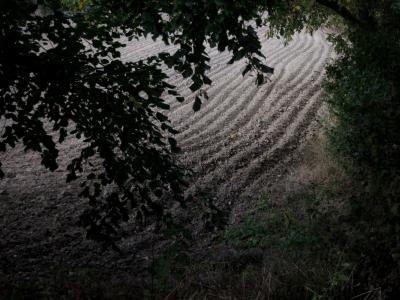 photograph “X.2016” par David Farreny — www.farreny.net — France, champ, field, automne, autumn, fall, sillons, furrows, ploughed, plowed, arbre, tree, feuillage, foliage, feuilles, leaves, sol, soil, terre, earth, campagne, countryside, branches, Occitanie, Gascogne, Gers, Jegun