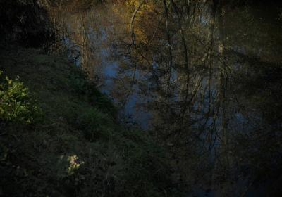 photograph “XI.2017” par David Farreny — www.farreny.net — France, rivière, river, eau, water, reflet, reflection, arbres, trees, rive, bank, herbe, grass, profusion, nature, automne, autumn, fall, Odilon Redon, Occitanie, Gascogne, Gers, Valence-sur-Baïse, Baïse