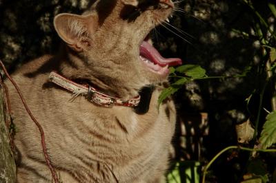 photograph “XII.2016” par David Farreny — www.farreny.net — France, chat, cat, Paupiette, animal, domestique, pet, gueule, mouth, bâillement, yawn, langue, tongue, dents, teeth, oreille, ear, moustaches, whiskers, vibrisses, vibrissae, collier, collar, fourrure, pelage, coat, nature, plantes, plants, monstre, monster, Occitanie, Gascogne, Gers, Jegun