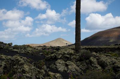 photograph “V.2016 — Lancerotte, 58” par David Farreny — www.farreny.net — Espagne, Spain, España, Canaries, Canarias, Canary, Lanzarote, Lancerotte, île, island, Masdache, volcans, volcanoes, montagnes, mountains, lave, lava, nuages, clouds, palmiers, arbres, trees, palm trees, paysage, landscape, tronc, trunk, Tías