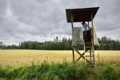 photograph “VIII.2019 — Run away to the North, 271” par David Farreny — www.farreny.net — Suède, Sweden, Sverige, Örebro, Västmanland, Närke, Arboga, Götlunda, champ, blé, wheat, field, campagne, countryside, bois, wood, arbres, trees, herbe, grass, ciel, sky, nuages, clouds, mirador, chasse, hunting, hunters, lookout, tower, affut surélevé, chasseurs, échelle d'affut, échelle, ladder, toit, roof, tôle ondulée, corrugated iron, bâche, sheet, numéro, number, 10, femme, woman, guetteuse, watcher, É*