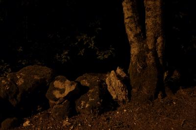 photograph “IX.2014 — At night” par David Farreny — www.farreny.net — France, Occitanie, Aveyron, Rouergue, Olemps, nuit, night, arbre, tree, tronc, trunk, rochers, rocks, mousse, moss, feuilles, leaves, feuillage, foliage, terre, earth, sol, soil, sombre, dark, pénombre, darkness