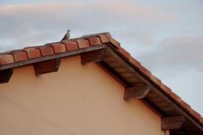 photograph “VIII.2015 — Whatever” par David Farreny — www.farreny.net — France, Occitanie, Gascogne, Gascony, Jegun, maison, house, toit, roof, tuiles, tiles, mur, wall, poutres, beams, bois, wood, colombe, dove, oiseau, bird, été, summer, soir, evening, animal, nuages, clouds, ciel, sky, passé, past