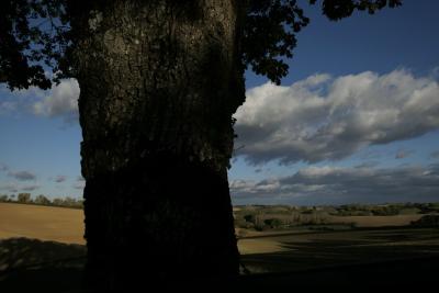 photograph “XI.2017” par David Farreny — www.farreny.net — France, Occitanie, Gascogne, Gers, Ordan-Larroque, campagne, countryside, paysage, landscape, collines, hills, arbre, tree, chêne, oak, tronc, trunk, automne, autumn, fall, nuages, clouds, branches, arbres, trees, champs, fields