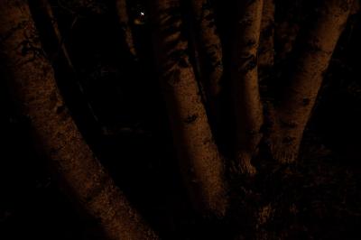 photograph “IX.2014 — At night” par David Farreny — www.farreny.net — France, nuit, night, arbres, trees, troncs, trunks, feuilles, leaves, feuillage, foliage, sombre, dark, obscurité, darkness, Occitanie, Aveyron, Rouergue, Olemps