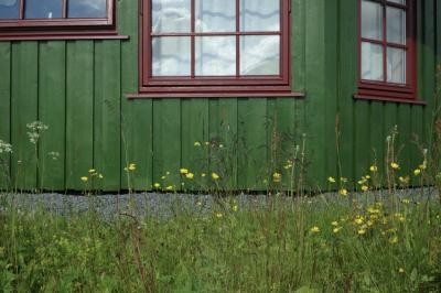 photograph “VII.2017 — Run away to the North, 290” par David Farreny — www.farreny.net — Norvège, Norway, Norge, Nord-Norge, Nordland, Vesterålen, Arctique, Arctic, maison, house, bois, wood, planches, planks, vert, green, herbe, grass, fleurs, flowers, jaune, yellow, boutons d'or, buttercups, fenêtres, windows, verre, vitre, glass, rideaux, curtains, reflet, reflection, gravier, gravel, carte postale, postcard