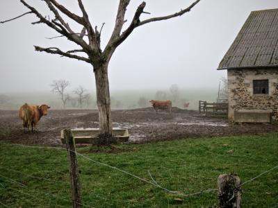 photograph “I.2013 — The bottom of the year” par David Farreny — www.farreny.net — France, hiver, winter, brouillard, fog, brume, mist, ferme, farm, vaches, cows, campagne, countryside, arbre, tree, mort, dead, clôture, fence, fil barbelé, barbed wire, piquets, poteaux, posts, stakes, bois, wood, herbe, grass, boue, mud, pierre, stone, tôle ondulée, corrugated iron, arbres, trees, auges, troughs, grillage, fencing, Occitanie, Aveyron, Rouergue, Naucelle