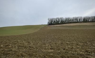 photograph “I.2020 — January” par David Farreny — www.farreny.net — France, Occitanie, Gers, Larroque-Saint-Sernin, hiver, winter, champ, field, terre, earth, sol, soil, arbres, trees, champs, fields, ciel, sky, gris, grey, gray, paysage, landscape