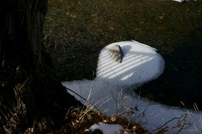 photograph “I.2024” par David Farreny — www.farreny.net — Andorre, Andorra, Canillo, hiver, winter, rivière, river, Valira, Valira d'Orient, eau, water, neige, snow, rocher, rock, ombre, shadow, rambarde, guardrail, tronc, trunk, arbre, tree, herbe, grass