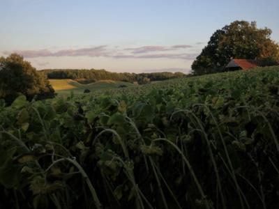 photograph “VIII.2017” par David Farreny — www.farreny.net — France, Occitanie, Gascogne, Gascony, Gers, Jegun, été, summer, soir, evening, champ, field, tournesols, sunflowers, paysage, landscape, campagne, countryside, hangar, shed, toit, roof, arbres, trees, colline, hill, nuages, clouds, fleurs, flowers, paix, peace, carte postale, postcard