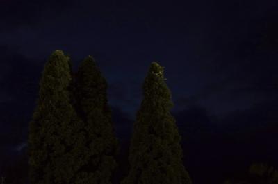 photograph “VIII.2024 — At night” par David Farreny — www.farreny.net — France, Occitanie, Gascogne, Gascony, Gers, Biran, arbres, trees, cyprès, cypresses, nuit, night, ciel, sky, nature