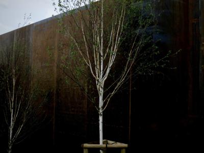 photograph “VI.2014” par David Farreny — www.farreny.net — France, Occitanie, Aveyron, Rouergue, Rodez, musée Soulages, mur, wall, paroi, métal, metal, rouille, rust, rusty, arbre, tree, arbuste, shrub, feuilles, leaves, foliage, feuillage