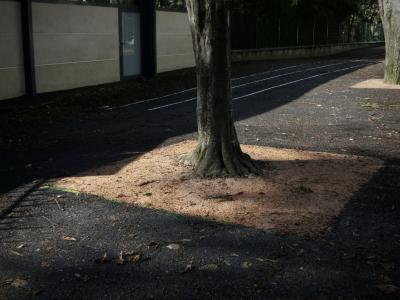 photograph “II.2017” par David Farreny — www.farreny.net — France, Occitanie, Gascogne, Gascony, Jegun, école, school, cour, schoolyard, yard, bitume, blacktop, asphalte, asphalt, arbres, trees, troncs, trunks, mur, wall, portail, gate, verre, vitre, glass, béton, concrete, clôture, fence