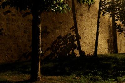 photograph “V.2020” par David Farreny — www.farreny.net — France, Occitanie, Gascogne, Gers, Jegun, nuit, night, mur, wall, pierre, stone, arbre, tree, tronc, trunk, poteau, post, pole, penché, leaning, incliné, inclinated, ombre, shadow, feuillage, foliage, feuilles, leaves, herbe, grass, lumière, light, jaune, yellow