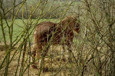 photograph “II.2025” par David Farreny — www.farreny.net — France, Occitanie, Gascogne, Gascony, Lomagne, Gers, cheval, horse, pré, meadow, animal, clôture, fence, métal, metal, haie, hedge, branches, branchages, fouillis, clutter, campagne, countryside