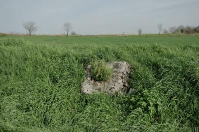 photograph “II.2025” par David Farreny — www.farreny.net — France, Occitanie, Gascogne, Gascony, Lomagne, champ, field, herbe, grass, campagne, countryside, vert, green, paysage, landscape, souche, stump, bois, wood, arbres, trees, maison, house, toit, roof