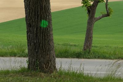 photograph “IV.2019” par David Farreny — www.farreny.net — France, arbres, trees, troncs, trunks, route, road, bitume, blacktop, asphalte, asphalt, herbe, grass, champs, fields, vert, green, point, dot, peinture, paint, feuilles, leaves, feuillage, foliage, blé, corn, campagne, countryside, écorce, bark, Occitanie, Gascogne, Gers, Jegun