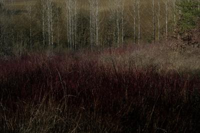 photograph “I.2020” par David Farreny — www.farreny.net — France, campagne, bois, wood, countryside, arbres, trees, troncs, trunks, peupliers, poplars, champ, field, sillons, furrows, profusion, Occitanie, Gascogne, Gers, Saint-Puy