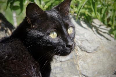 photograph “V.2023” par David Farreny — www.farreny.net — Andorre, Andorra, Canillo, chat, cat, animal, noir, black, yeux, eyes, moustaches, whiskers, rocher, rock, plantes, plants, portrait